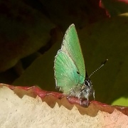 Grønnstjertvinge (Callophrys rubi)