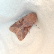 Hebrew Character (Orthosia gothica)