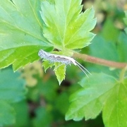 Vandrekålmøll (Plutella xylostella)