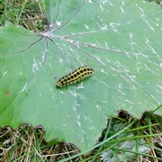 Six-spot Burnet (Zygaena filipendulae)