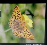 Pearl-bordered Fritillary (Boloria euphrosyne)