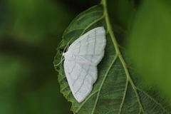 Common White Wave (Cabera pusaria)