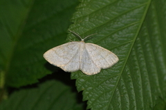Common Wave (Cabera exanthemata)