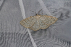 Common Wave (Cabera exanthemata)