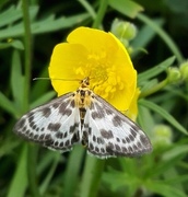 Small Magpie (Anania hortulata)