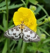 Nesleengmott (Anania hortulata)