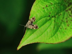 Neslebredmøll (Anthophila fabriciana)