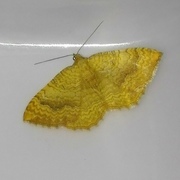 Yellow Shell (Camptogramma bilineata)