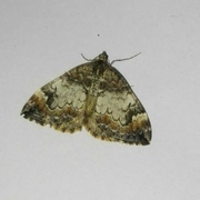 Common Marbled Carpet (Dysstroma truncata)