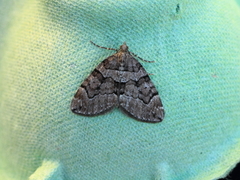 Chestnut-coloured Carpet (Thera cognata)