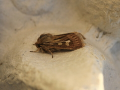 Antler Moth (Cerapteryx graminis)