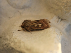 Gressmarkfly (Cerapteryx graminis)