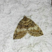 July Highflyer (Hydriomena furcata)