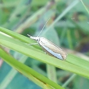 Pearl-band Grass Veneer (Catoptria margaritella)