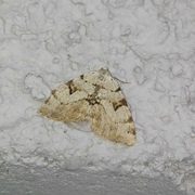 The V-Moth (Macaria wauaria)