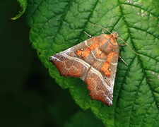 Flikfly (Scoliopteryx libatrix)