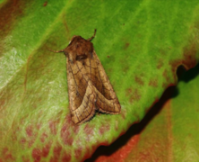 Brunt stengelfly (Hydraecia micacea)