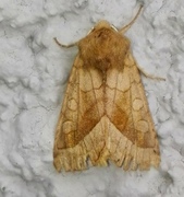 Brunt stengelfly (Hydraecia micacea)