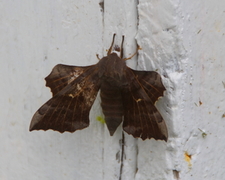 Poplar Hawk-moth (Laothoe populi)