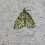 Autumn Green Carpet (Chloroclysta miata)