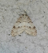 Autumnal Moth (Epirrita autumnata)