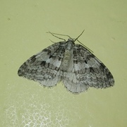 Autumnal Moth (Epirrita autumnata)