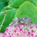 Gammafly (Autographa gamma)