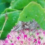 Silver Y (Autographa gamma)