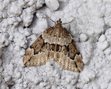 Juniper Carpet (Thera juniperata)