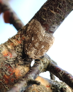 Autumnal Moth (Epirrita autumnata)