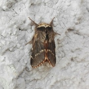 December Moth (Poecilocampa populi)