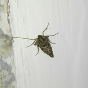 Winter Moth (Operophtera brumata)