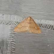Dotted Border (Agriopis marginaria)