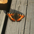 Neslesommerfugl (Aglais urticae)