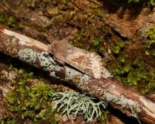 Hebrew Character (Orthosia gothica)