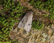 Clouded Drab (Orthosia incerta)