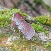 Fiolett vårfly (Cerastis rubricosa)