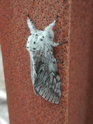 Puss Moth (Cerura vinula)