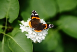 Admiral (Vanessa atalanta)