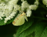 Sitronmåler (Opisthograptis luteolata)