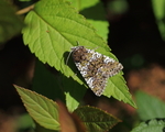 Flekkfly (Crypsedra gemmea)