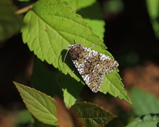Cameo (Crypsedra gemmea)