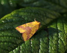 Fiolettbåndet gulfly (Xanthia togata)