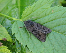 Black Rustic (Aporophyla nigra)
