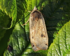 Large Yellow Underwing (Noctua pronuba)