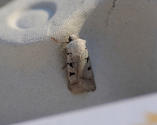 Autumnal Rustic (Eugnorisma glareosa)