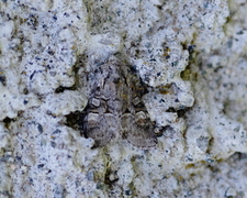 Minor Shoulder-knot (Brachylomia viminalis)
