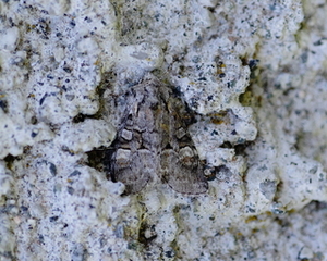 Rotstrekvierfly (Brachylomia viminalis)