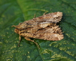 Stort engfly (Apamea monoglypha)