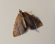 The Chevron (Eulithis testata)